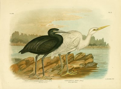 ब्लू रीफ हेरॉन, 1891 द्वारा ग्रेसियस ब्रोइनोवस्की