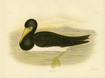 ब्राउन गनेट, 1891 द्वारा ग्रेसियस ब्रोइनोवस्की