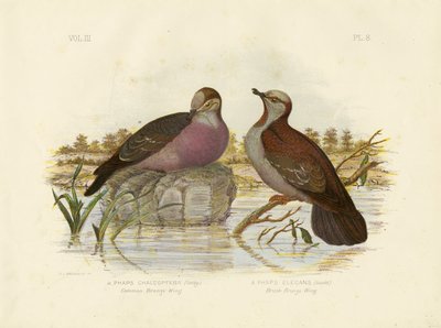 कॉमन ब्रॉन्ज़िंग, 1891 द्वारा ग्रेसियस ब्रोइनोवस्की