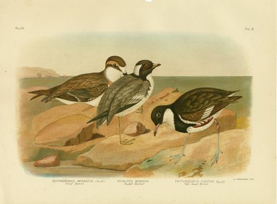 हूडेड डोटेरेल, 1891 द्वारा ग्रेसियस ब्रोइनोवस्की