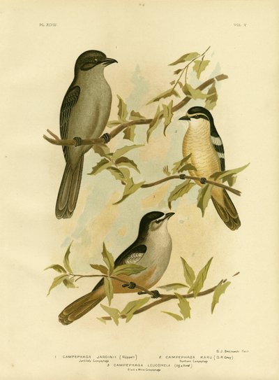 जार्डिंस कैम्पफेगा या कॉमन सिसाडबर्ड, 1891 द्वारा ग्रेसियस ब्रोइनोवस्की
