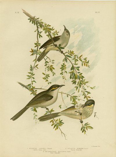 लेविन हनीटर, 1891 द्वारा ग्रेसियस ब्रोइनोवस्की
