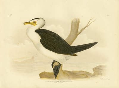 लिटिल कॉर्मोरेंट, 1891 द्वारा ग्रेसियस ब्रोइनोवस्की