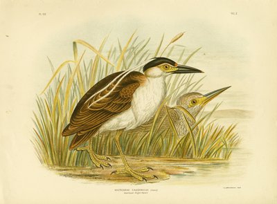 नानकेन नाइट हेरन या नानकिन नाइट हेरॉन, 1891 द्वारा ग्रेसियस ब्रोइनोवस्की