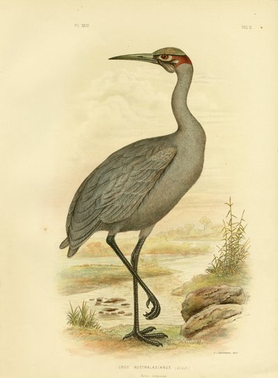 मूल निवासी साथी या ब्रोलगा, 1891 द्वारा ग्रेसियस ब्रोइनोवस्की