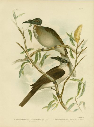 शोर फ्रायबर्ड, 1891 द्वारा ग्रेसियस ब्रोइनोवस्की