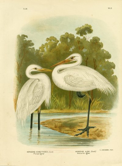 प्लम्ग्ड एग्रेट या इंटरमीडिएट एग्रेट, 1891 द्वारा ग्रेसियस ब्रोइनोवस्की