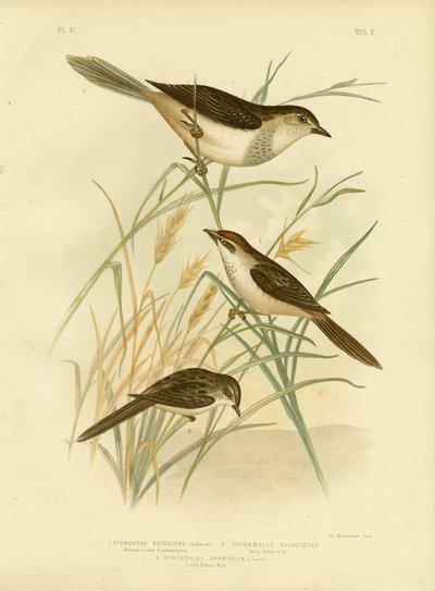 रूफस-टिंटेड सिनेक्लामफस या रूफस सोंगलार्क, 1891 द्वारा ग्रेसियस ब्रोइनोवस्की