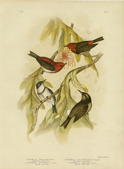 सनगिनीस हनीटर, 1891 द्वारा ग्रेसियस ब्रोइनोवस्की