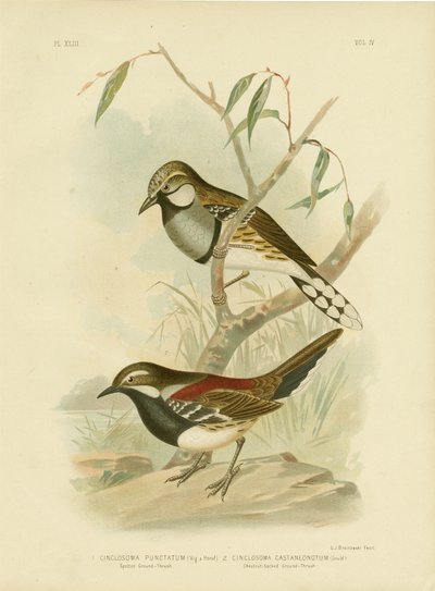 स्पॉटेड-थ्रश, 1891 द्वारा ग्रेसियस ब्रोइनोवस्की