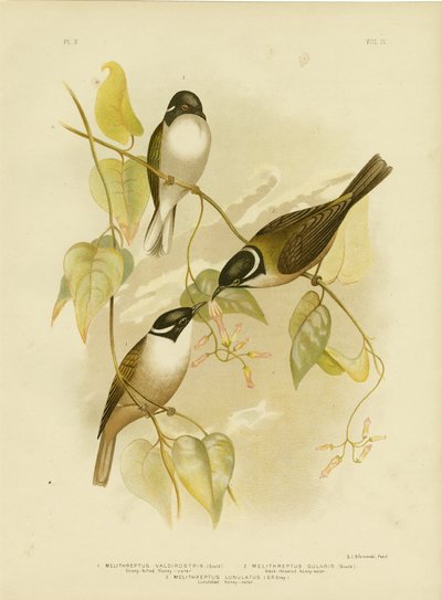 स्ट्रांग-बिल्ड हनीटर, 1891 द्वारा ग्रेसियस ब्रोइनोवस्की