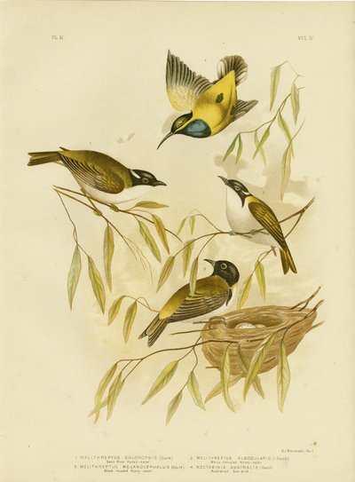 स्वान नदी हनीटर, 1891 द्वारा ग्रेसियस ब्रोइनोवस्की