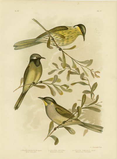 विविध हनीटर, 1891 द्वारा ग्रेसियस ब्रोइनोवस्की