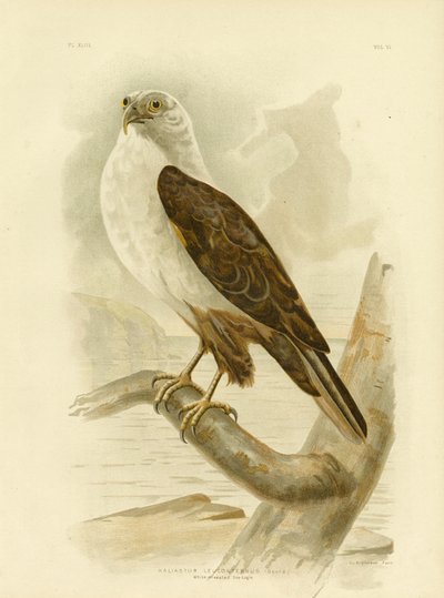 व्हाइट-ब्रेस्टेड सी ईगल, 1891 द्वारा ग्रेसियस ब्रोइनोवस्की