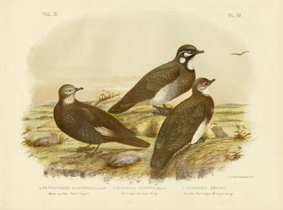 व्हाइट-क्विल्ड रॉक कबूतर, 1891 द्वारा ग्रेसियस ब्रोइनोवस्की