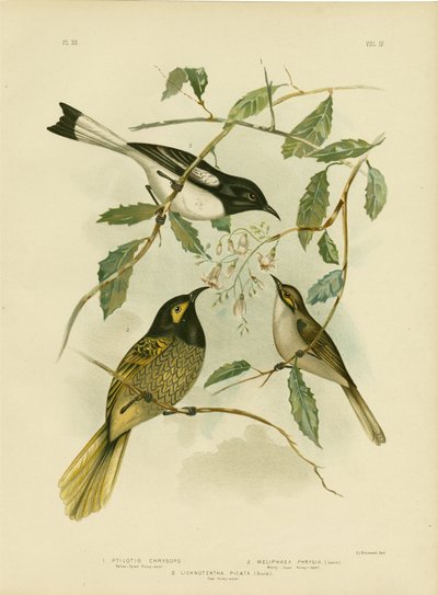 येलो-फेसेड हनीटर, 1891 द्वारा ग्रेसियस ब्रोइनोवस्की