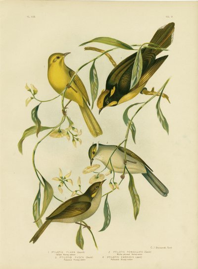 येलो हनीटर, 1891 द्वारा ग्रेसियस ब्रोइनोवस्की