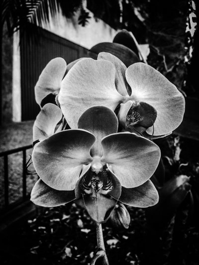  द्वारा गुइलहर्मे पोंटेस