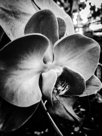  द्वारा गुइलहर्मे पोंटेस