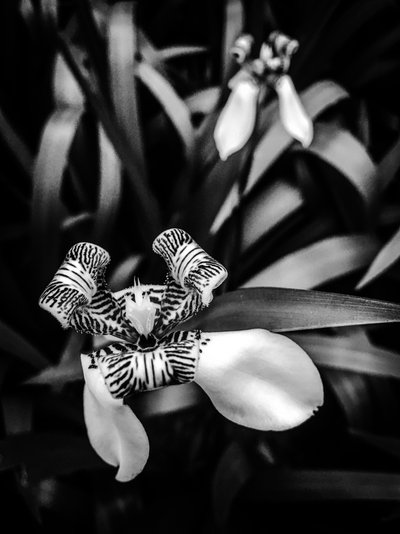  द्वारा गुइलहर्मे पोंटेस