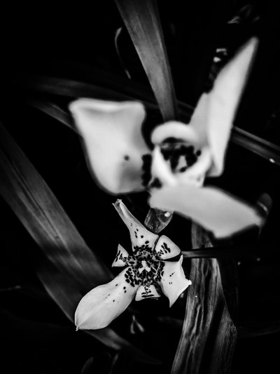  द्वारा गुइलहर्मे पोंटेस