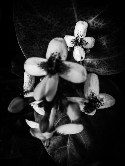  द्वारा गुइलहर्मे पोंटेस