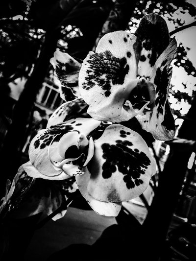  द्वारा गुइलहर्मे पोंटेस