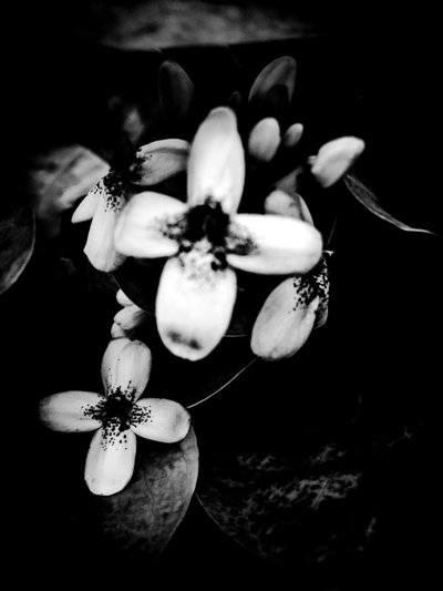  द्वारा गुइलहर्मे पोंटेस