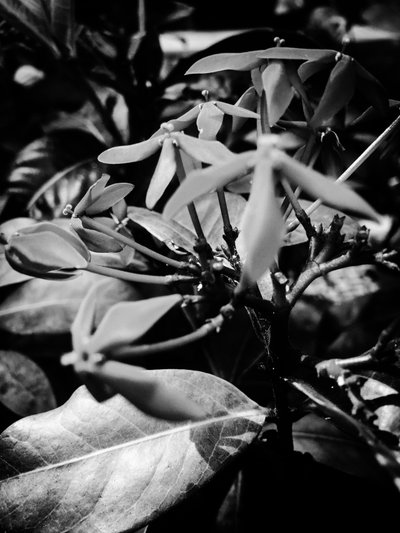  द्वारा गुइलहर्मे पोंटेस