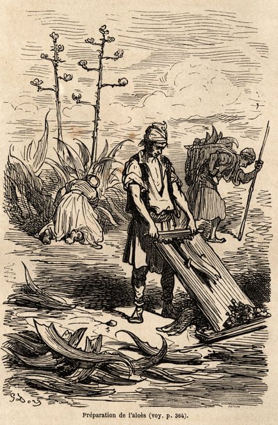 1862 में सी.डेविलियर के साथ स्पेन की अपनी यात्रा का वर्णन करने के लिए, गुस्ताव डोर (1832-1883) द्वारा चित्रित, घोड़ों, खेतों की बाड़ बनाने के लिए इस्तेमाल की जाने वाली पत्तियों को हटाने के लिए एलो या एगेव डी'मेरिक की तैयारी। में उत्कीर्णन " " द्वारा गुस्ताव डोर