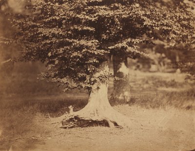बीच का पेड़, फॉनटेनब्लियू का जंगल, सी। 1856. द्वारा गुस्ताव लेग्रे