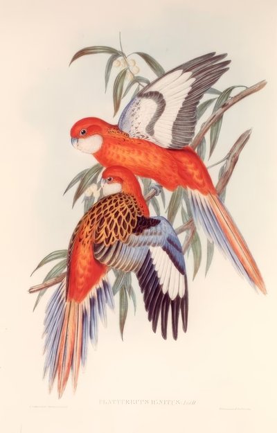 PLATYCERIUM Burny द्वारा एचसी न्यायाधीश