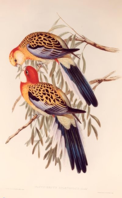 ग्रैंड Platyceros द्वारा एचसी न्यायाधीश