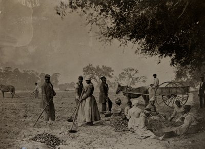 रोपण शकरकंद, हॉपकिंसन वृक्षारोपण, एडिसो द्वीप, दक्षिण कैरोलिना, 1862 (bw फोटो) द्वारा एचपी मूर