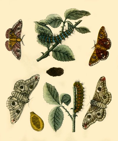 'सम्राट मोथ', 1749, 1943। द्वारा एच टेरासन