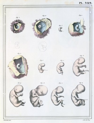 जूल्स क्लोक्वेट (1790-1883) द्वारा &39;फ्रीम, 1825-1883&39; में &39;मैन्यूल डी&39;नाटॉमी डिस्क्रिप्टिव डू कॉर्प्स ह्यूमेन&39; से भ्रूण के विकास के चरणों को दर्शाने वाला चित्र द्वारा Haincelin
