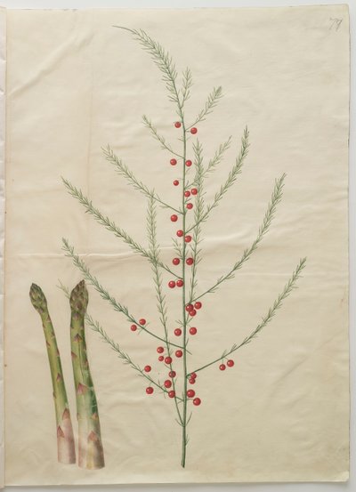 एल्बम गॉटोरर कोडेक्स से शतावरी officinalis, c.1650 (चर्मपत्र पर गौचे) द्वारा हंस साइमन होल्त्ज़बेचर