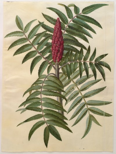 गोटोरफेर कोडेक्स, सी .१५० (चर्मपत्र पर गॉचे) से Rhus typhina द्वारा हंस साइमन होल्त्ज़बेचर
