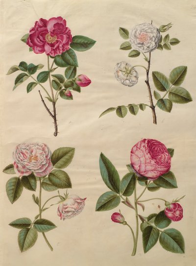 एल्बम गॉटोरर कोडेक्स से रोजा गालिका, c.1650 (चर्मपत्र पर गौचे) द्वारा हंस साइमन होल्त्ज़बेचर