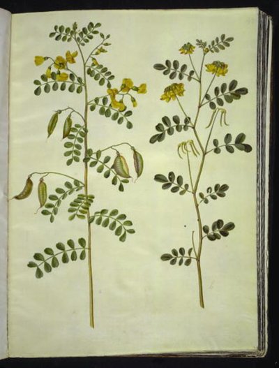 कोलुटिया आर्बोरेसेंस (सामान्य ब्लैडरवॉर्ट); हिप्पोक्रेपिस एमेरस (झाड़ी-घोड़े की नाल) द्वारा हंस-साइमन होल्त्ज़बेकर