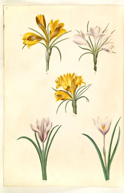 क्रोकस एंगुस्टिफोलियस (बाल्कन-क्रोकस); क्रोकस वर्सिकोलर (एल्पे-क्रोकस); क्रोकस वर्नस () (vår-krokus) द्वारा मारिया सिबला मेरियन