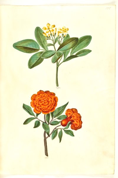 जैस्मीनम ओडोरैटिसिमस (स्ट्यू-जैस्मिन); प्यूनिका ग्रैनटम (ग्रेनेटेबल) द्वारा मारिया सिबला मेरियन