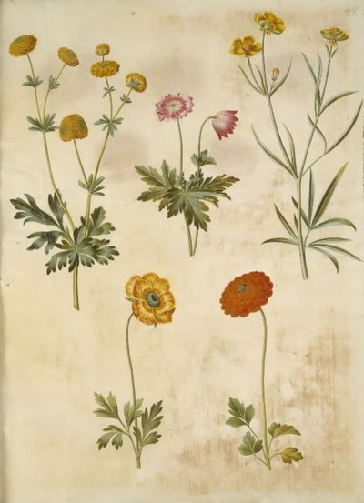 रानुनकुलस एक्रिस (गुलडकनैप-रानुनकेल); एनीमोन नेमोरोसा (एचवीडी एनीमोन); रानुनकुलस इलीरिकस (स्टेपी-रानुनकेल); रानुनकुलस एशियाटिका (हैव-रानुनकेल) द्वारा मारिया सिबला मेरियन
