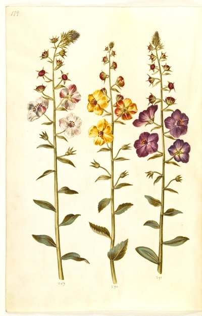 वर्बस्कम ब्लाटारिया (क्लस्टर-कंजियोलिसिस); वर्बस्कम फ़ोनीसियम (बैंगनी कंजियल) द्वारा मारिया सिबला मेरियन