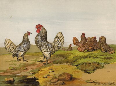 गोल्ड एंड सिल्वर लेस्ड बैंटम (क्रोमोलिथो) द्वारा हैरिसन विलियम वियर