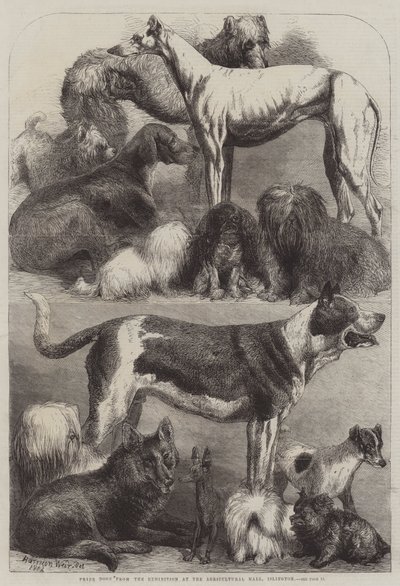 कृषि हॉल, इस्लिंगटन में प्रदर्शनी से पुरस्कार कुत्ते द्वारा Harrison William Weir