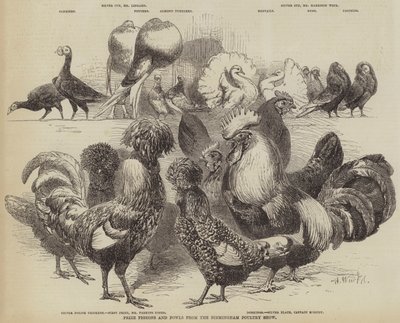 बर्मिंघम पोल्ट्री शो से पुरस्कार कबूतर और फव्वारे द्वारा Harrison William Weir
