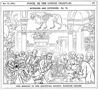 रॉयल जूलॉजिकल सोसायटी, हनोवर स्क्वायर, लंदन, 1885 की बैठक द्वारा हैरी फर्नेस