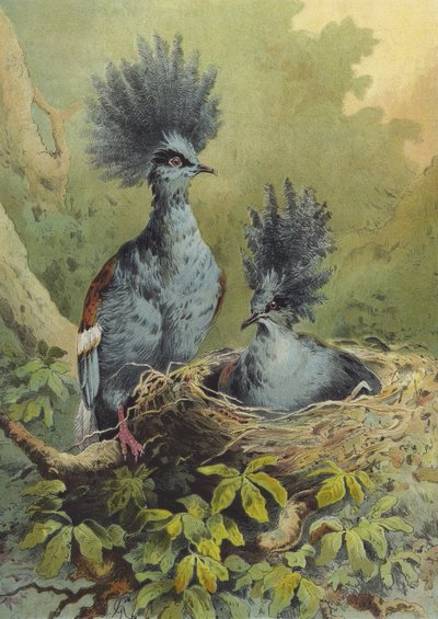 क्राउन कबूतर (क्रोमोलिथो) द्वारा Hector Giacomelli