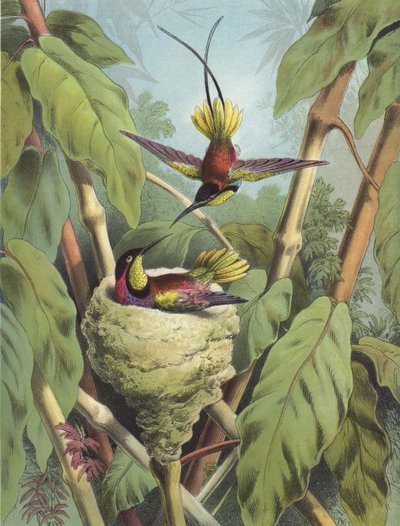 गुनगुना पक्षी (क्रोमोलिथो) द्वारा Hector Giacomelli